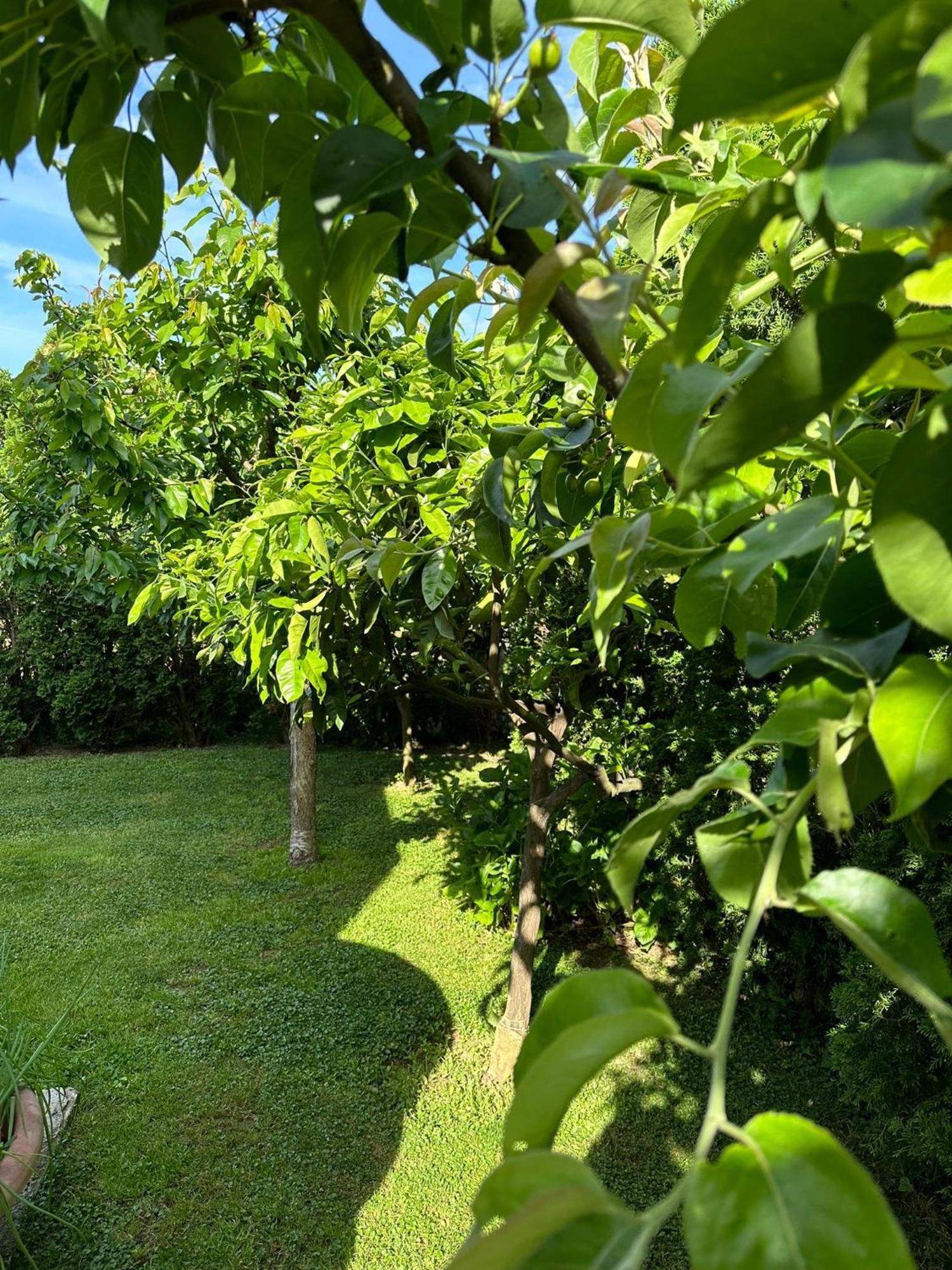 Appartamento Green Oasis Cattaro Esterno foto